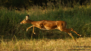 TANZANIA